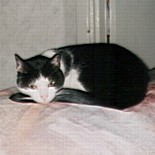 kat_op_sofakussen.jpg
13,88 KB 
269 x 269 
13-9-01
